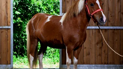 ZOO Bârlad își vinde animalele. Licitație cu strigare