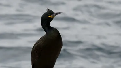 Ce e cormoranul moţat, noua specie observată în România