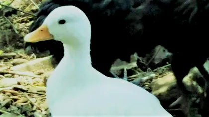 Gripa aviară, într-o fermă de rațe. Cât de mare e pericolul pentru România