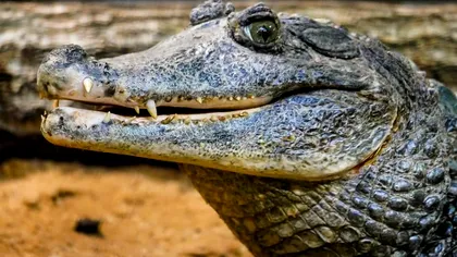 Nouă specie de crocodil preistoric, descoperită în Hațeg. De ce craniul e inedit
