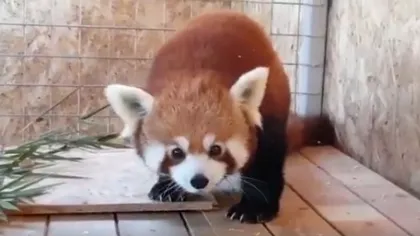 VIDEO Peggy, ursoaică panda roșie, adusă la Zoo Brașov. Curând va avea și partener