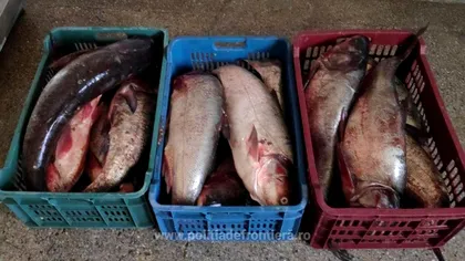 Cum a ajuns pe rafturile din România pește otrăvit din Spania, Italia și Franța