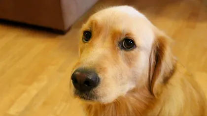 Un bărbat a fost condamnat la închisoare din cauza numelor pe care le-a dat câinilor: cum a fost posibil