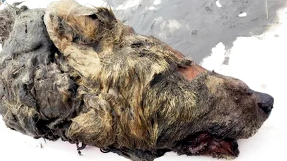 Lup gigant, găsit conservat în Siberia: la ce întrebări poate răspunde descoperirea oamenilor de știință
