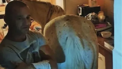 Cal găsit de polițiști într-un apartament din Satu Mare. Ce avea de gând să facă proprietarul. VIDEO