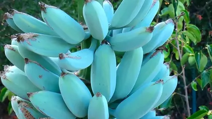 Bananele cu gust de înghețată de vanilie există și sunt o minune: unde le găsești