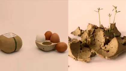 Soluția deșteaptă de reciclare: cum plantezi un cofrag de ouă și creezi o grădină
