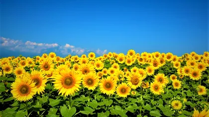 Motivul pentru care Floarea Soarelui se orientează mereu către soare. Are ceva ce alte plante nu au