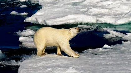 Planetă se topește la propriu. Temperaturi afircane, lângă Polul Nord