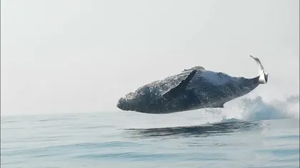 O balenă de 40 de tone ”a făcut valuri” pe internet: clipul viral nemaiîntâlnit