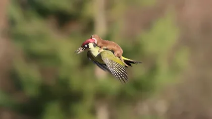 O nevăstuică zboară pe o ciocănitoare: povestea din spatele unei fotografii uimitoare