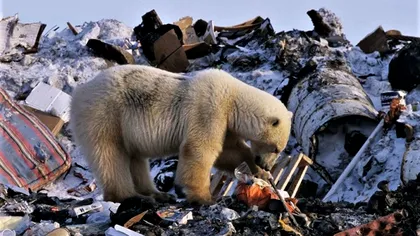 Alertă ecologică! Ninsoare cu particule de plastic, la cercul Arctic