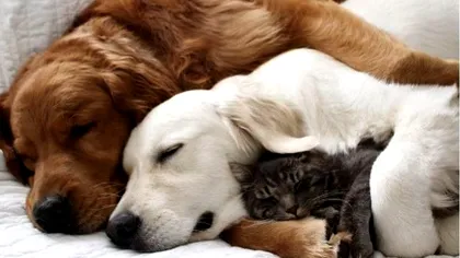 Amenzi uriașe pentru posesorii de animale. Ce trebuie să declari la stat în cel mai scurt timp