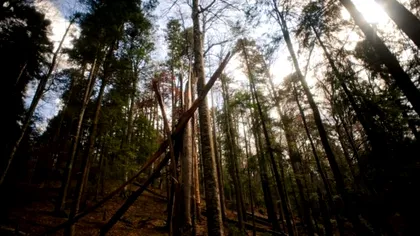 Cine este, de fapt, pădurarul împușcat mortal de hoții de lemne în Maramureș. Trei copilași au rămas fără tată