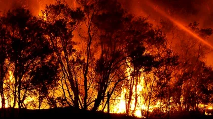 Stare de urgență în Australia! Statul New South Wales, cuprins de flăcări. Incendiile de vegetație fac ravagii