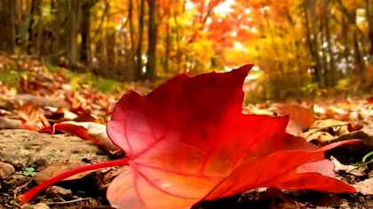 Prognoza meteo pentru jumătatea lunii noiembrie. Anunț important de la ANM