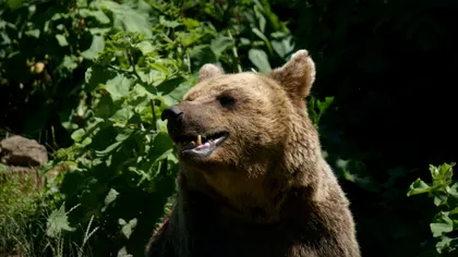 Din nou scene șocante! Un alt urs a fost lovit în plin de o mașină. Cum a fost găsit după câțiva kilometri