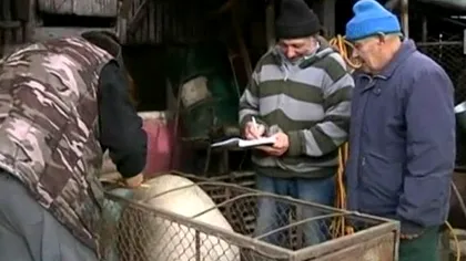 Cum se calculează, de fapt, greutatea unui porc fără a avea un cântar la îndemână