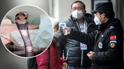 Care este adevărata sursă a virusului mortal din China. Nu carnea de șarpe provoacă coronavirusul