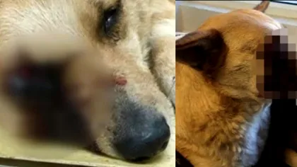Cine sunt vinovații în cazul cățelușei mutilate cu o petardă. Cât de gravă este situația