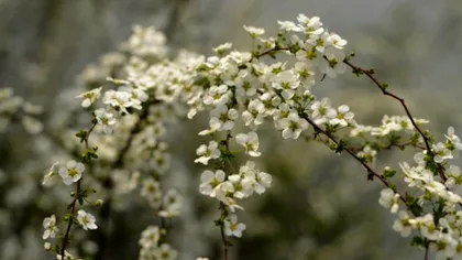 Ce înseamnă echinocțiu de primăvară. Data exactă la care fenomenul astronomic are loc