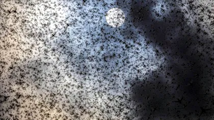 Africa lovită de un blestem biblic. Ce se întâmplă pe continentul negru în timp ce restul omenirii este în plină pandemie