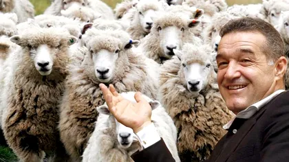 Cum s-a dus Gigi Becali la oile lui. Își vede în continuare de treabă și nu ține cont de ordonanțele militare