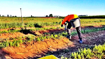 Planta cu care fermierii se îmbogățesc. Este numită „aurul alb“ și aduce profit de 100.000 de euro în doar patru ani