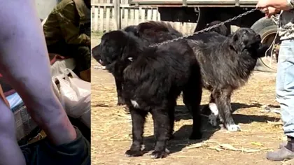 Stâna groazei! Trei frați orfani de mamă, bătuți cu bestialitate de tată și aruncați la câini. Motivul este revoltător