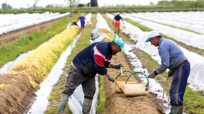 Un bărbat din Suceava aflat la cules de sparanghel în Germania a murit. Ce s-a întâmplat acolo