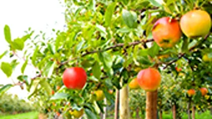 5 tratamente pentru pomi fructiferi pe care să le aplici în primăvara lui 2020