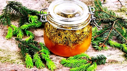 Cum se face siropul din muguri de brad. Rețeta miraculoasă a unui medicament natural foarte eficient