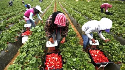 Câți bani primesc românii care lucrează în străinătate. Salariile din UE pentru imigranți