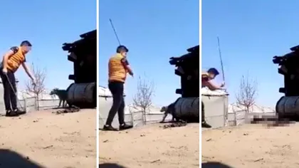 Imagini greu de privit. Câine legat, bătut cu bestialitate de către stăpân până moare. Animalul mâncase un pui