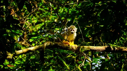 Următoarea pandemie nu va mai veni din China, ci din altă țară. Concluzia specialiștilor