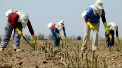 Cazul ”Sparanghelul” are urmări nebănuite. Violeta Alexandru pleacă în Germania
