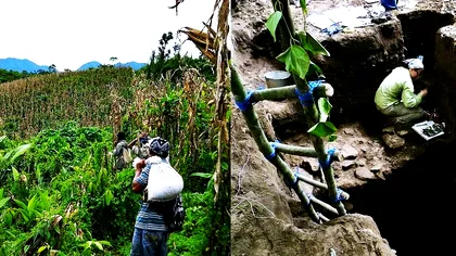 Descoperirea care arată în ce stadiu era omenirea acum 4700 de ani. Ce s-a găsit în oasele umane