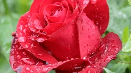 Soluția de apă cu bicarbonat de sodiu îți protejează trandafirii de boli. Iată cum se prepară