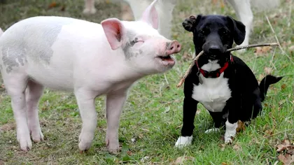 Ungurii vor să schimbe percepția oamenilor împământenită de mii de ani. Care este cel mai bun prieten al omului, porcul sau câinele?
