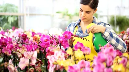 Cât bicarbonat de sodiu se pune în apă pentru a uda florile. Iată ce nu știai despre plantele tale