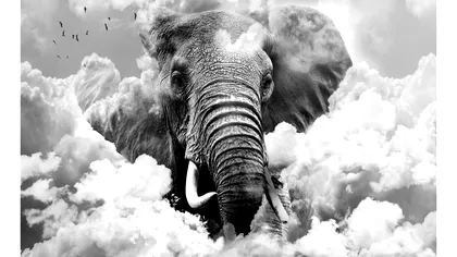 Dicționarul viselor. Ce înseamnă, de fapt, când visezi elefanți