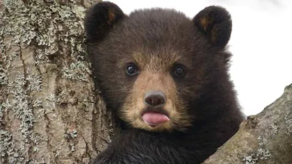 Cruzime fără margini la Predeal. Un pui de urs șchiop a fost împușcat sub privirile îngrozite ale turiștilor. Care este explicația autorităților