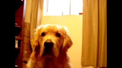 Primul caz de covid al unui animal din România. Legendarul antrenor a făcut anunțul: „I-a făcut două injecții”