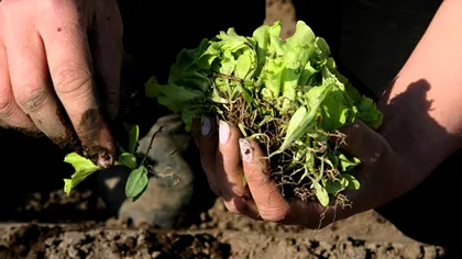 Legumele care nu se plantează una lângă alta. Asta e greșeala pe care toți românii cu grădina o fac