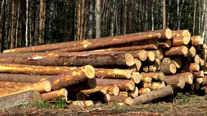 Cum se fură lemne în România. Dezvăluiri fără precedent din interior