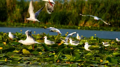 Se întâmplă acum în Delta Dunării! Toți românii aflați acolo au fost luați prin surprindere: „E ultimul“