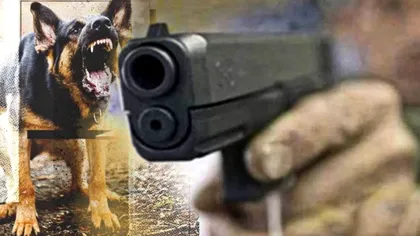Un membru PNL a împușcat un câine de 40 de ori! Ce a avut cu bietul animal. Detalii înfiorătoare