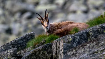 VIDEO Descoperire istorică în Alpi, veche de 400 de ani. Cum va ajuta omenirea acest trup mumifiat