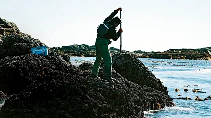 Vietatea ‘din altă lume’ descoperită pe malul apei. Oamenii au încremenit când au văzut-o