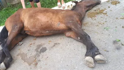 Doar în România este posibil așa ceva. Un cal este bătut până îi dă sângele de un căruțaș, după ce cade secerat la pământ din cauza greutății. Video
